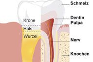 Anatomie Anatomie